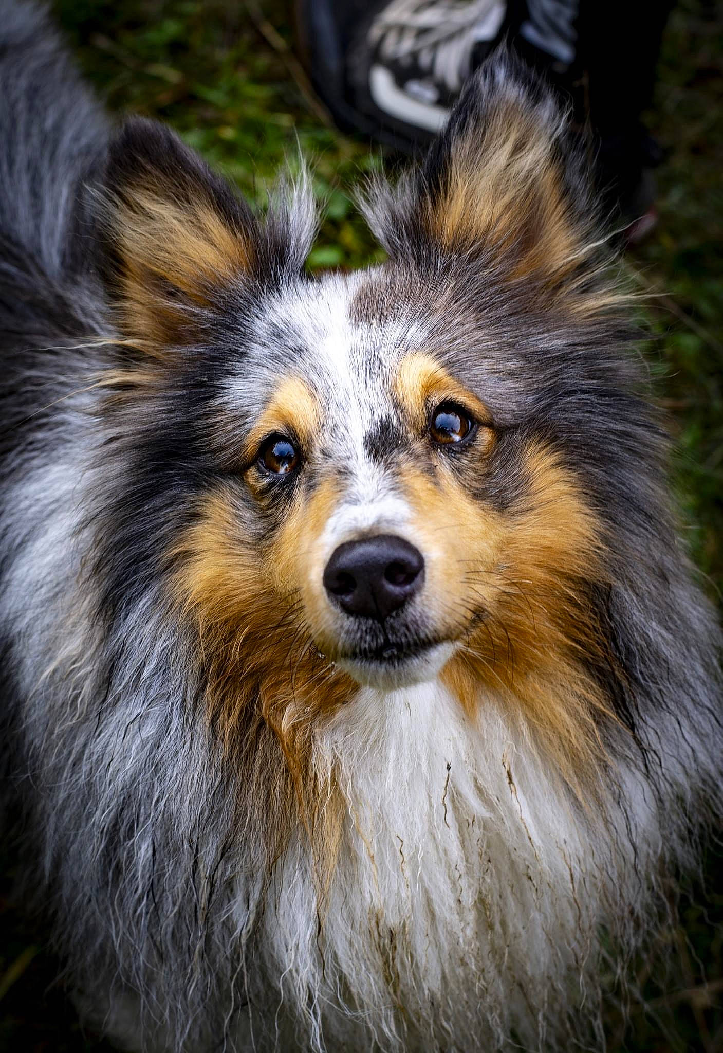 Saul participe au concours pour gagner de l'argent avec cette photo : canidae, canis, carnivore, collie, companion_dog, dog, dog_breed, event, fawn, fur, grass, iris, plant, scotch_collie, snout, terrestrial_animal, tree, whiskers, wildlife, working_dog