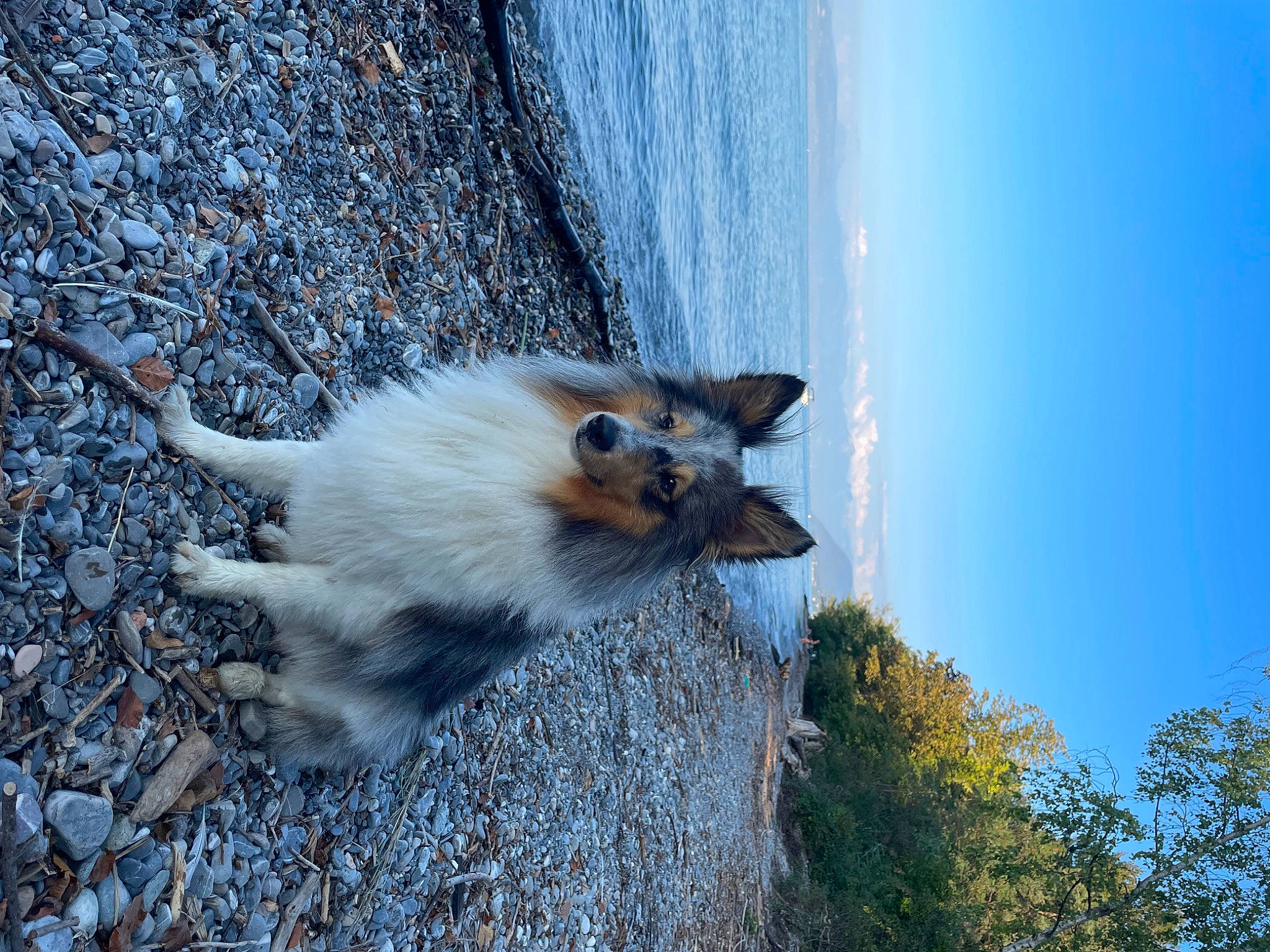 Saul a rejoint le concours — aidez-le/la à gagner de superbes lots ! canidae, carnivore, companion_dog, dog_breed, fawn, felidae, fur, sky, small_to_medium_sized_cats, snout, tail, terrestrial_animal, tree, trunk, water, whiskers, wildlife, winter, wood