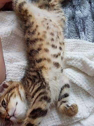 Cina a rejoint le concours — aidez-le/la à gagner de superbes lots ! carnivore, cat, claw, comfort, domestic_short_haired_cat, fawn, felidae, fur, nap, paw, sleep, small_to_medium_sized_cats, snout, tail, terrestrial_animal, vertebrate, whiskers