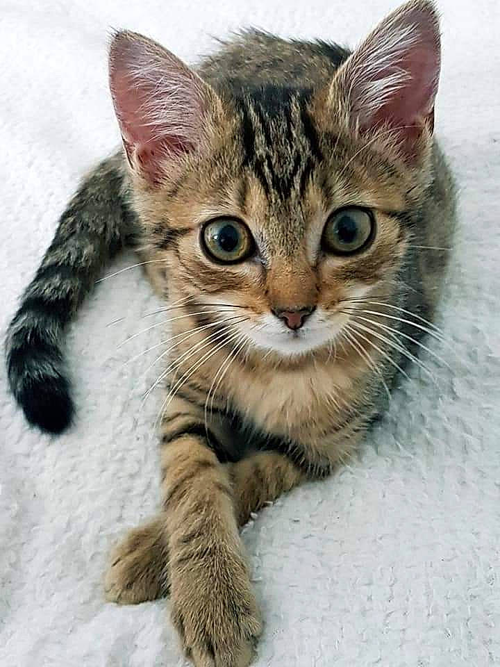 Cina participe au concours pour gagner de l'argent avec cette photo : carnivore, cat, claw, domestic_short_haired_cat, felidae, fur, paw, small_to_medium_sized_cats, snout, terrestrial_animal, whiskers