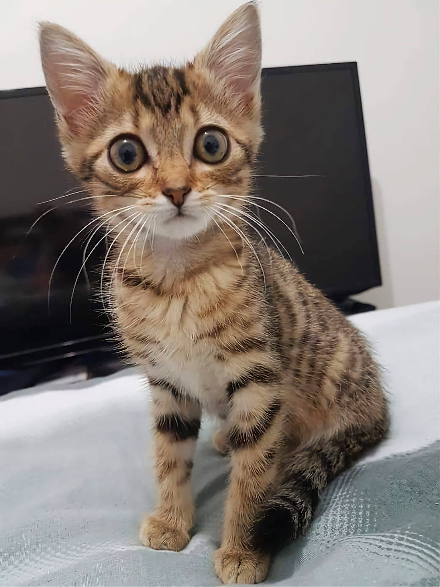 Cina a rejoint le concours — aidez-le/la à gagner de superbes lots ! carnivore, cat, claw, domestic_short_haired_cat, felidae, fur, paw, small_to_medium_sized_cats, snout, tail, terrestrial_animal, whiskers