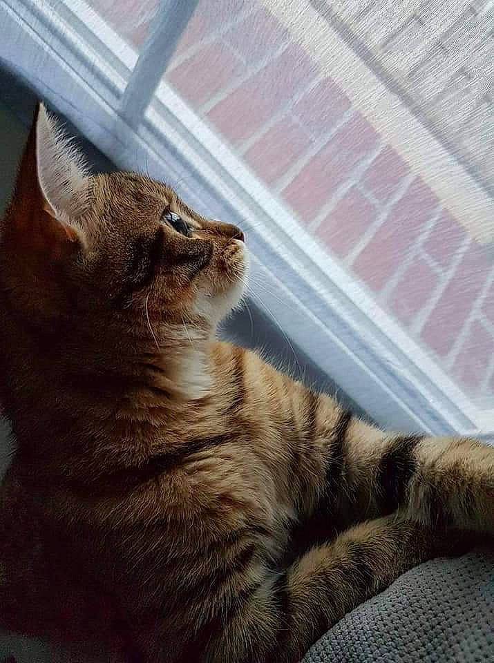 Cina participe au concours pour gagner de l'argent avec cette photo : carnivore, cat, claw, comfort, domestic_short_haired_cat, door, fawn, felidae, flooring, fur, paw, small_to_medium_sized_cats, snout, tail, terrestrial_animal, tints_and_shades, tree, whiskers, window, wood