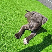 Urus a rejoint le concours — aidez-le/la à gagner de superbes lots ! puppy, dog, pet, animal, outdoor, artificial_grass, backyard, patio, sunlight, shadow, lying_down, portrait, gray_coat, floppy_ears, white_paws, short_hair, garden_hose, patio_furniture, steps, relaxed
