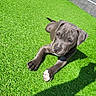 puppy, dog, pet, animal, outdoor, artificial_grass, backyard, patio, sunlight, shadow, lying_down, portrait, gray_coat, floppy_ears, white_paws, short_hair, garden_hose, patio_furniture, steps, relaxed
