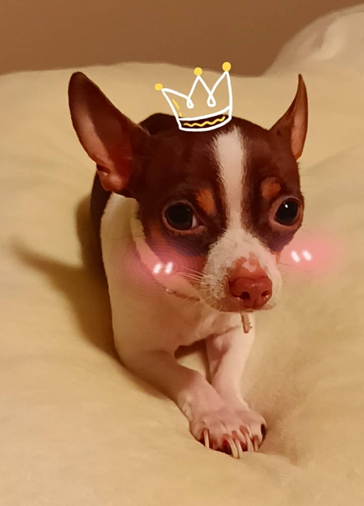 Gypsy joined the competition — help win amazing prizes! canidae, carnivore, chihuahua, companion_dog, dessert, dog, dog_breed, dog_supply, ear, fawn, fur, head, non_sporting_group, puppy, sporting_group, tableware, terrestrial_animal, toy_dog, whiskers, working_animal