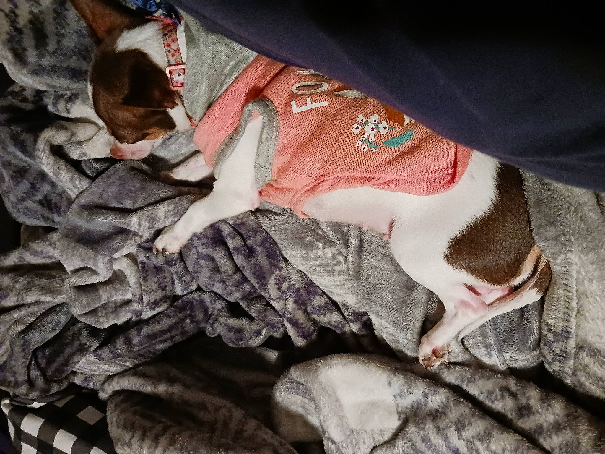 Gypsy is registered to the contest to win money with this photo: carmine, carnivore, comfort, companion_dog, dog, dress, fawn, foot, gesture, grey, hand, human_body, human_leg, knee, leg, linens, nail, pattern, thigh, wrist