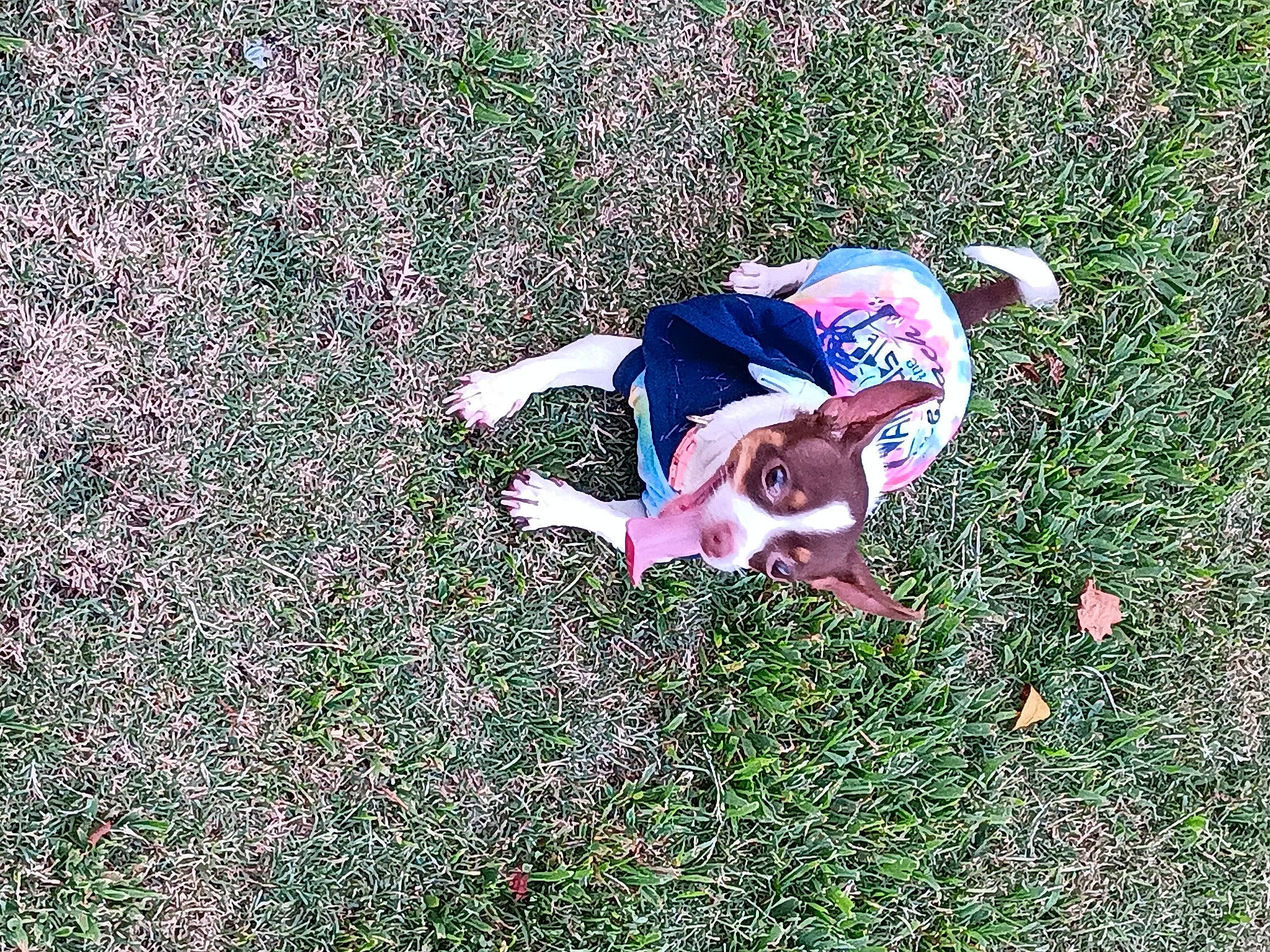 Gypsy joined the competition — help win amazing prizes! canidae, carnivore, companion_dog, dog, dog_breed, fawn, field, grass, grassland, groundcover, happy, leisure, pasture, pattern, people_in_nature, plant, prairie, shrub, sporting_group, sunglasses