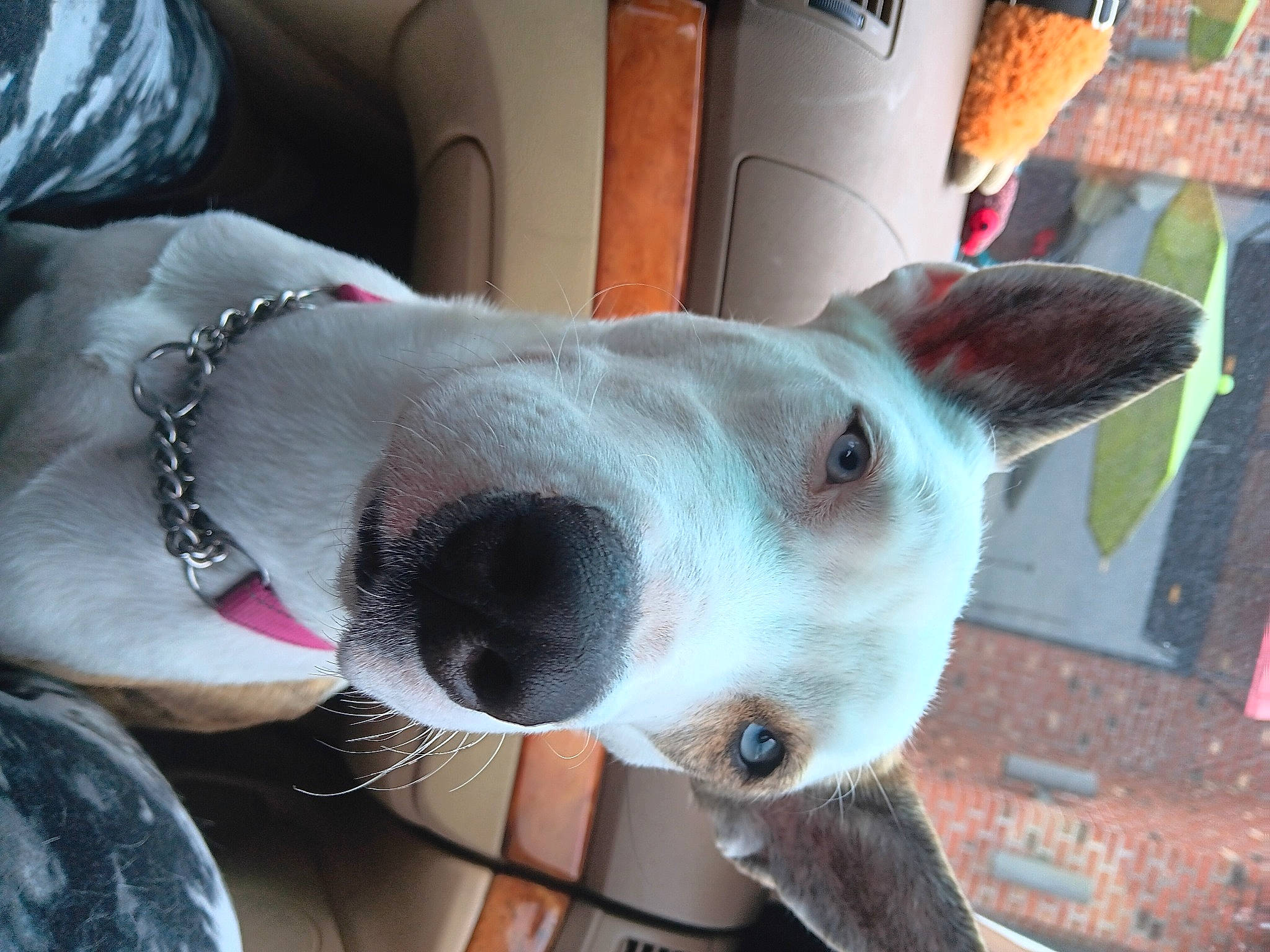 Nyxie is registered to the contest to win money with this photo: canidae, carnivore, collar, comfort, companion_dog, dog, dog_breed, dog_collar, dog_supply, ear, fawn, fur, jaw, non_sporting_group, pet_supply, snout, sporting_group, terrestrial_animal, whiskers, working_animal