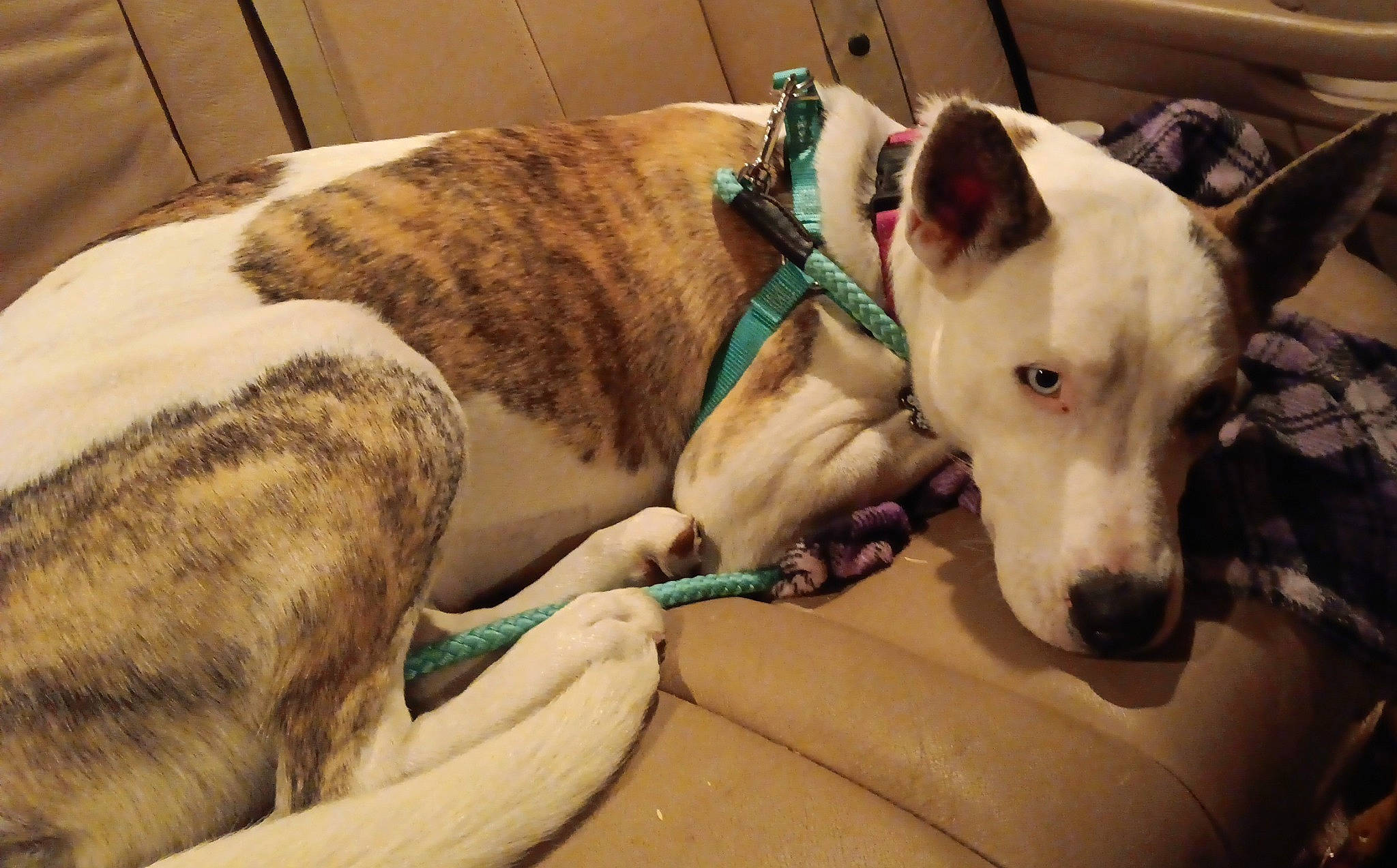 Nyxie joined the competition — help win amazing prizes! bull_terrier, canidae, carnivore, collar, comfort, companion_dog, dog, dog_breed, dog_collar, dog_supply, fawn, guard_dog, pet_supply, rampur_greyhound, sighthound, snout, sporting_group, terrestrial_animal, whiskers, working_animal