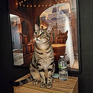 Twitee a rejoint le concours — aidez-le/la à gagner de superbes lots ! cat, tabby_cat, pet, animal, sitting, portrait, whiskers, ears, eyes, striped_fur, indoor, wooden_cabinet, water_bottle, string_lights, village, window, warm_lighting, decor, photography, cute