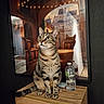 cat, tabby_cat, pet, animal, sitting, portrait, whiskers, ears, eyes, striped_fur, indoor, wooden_cabinet, water_bottle, string_lights, village, window, warm_lighting, decor, photography, cute