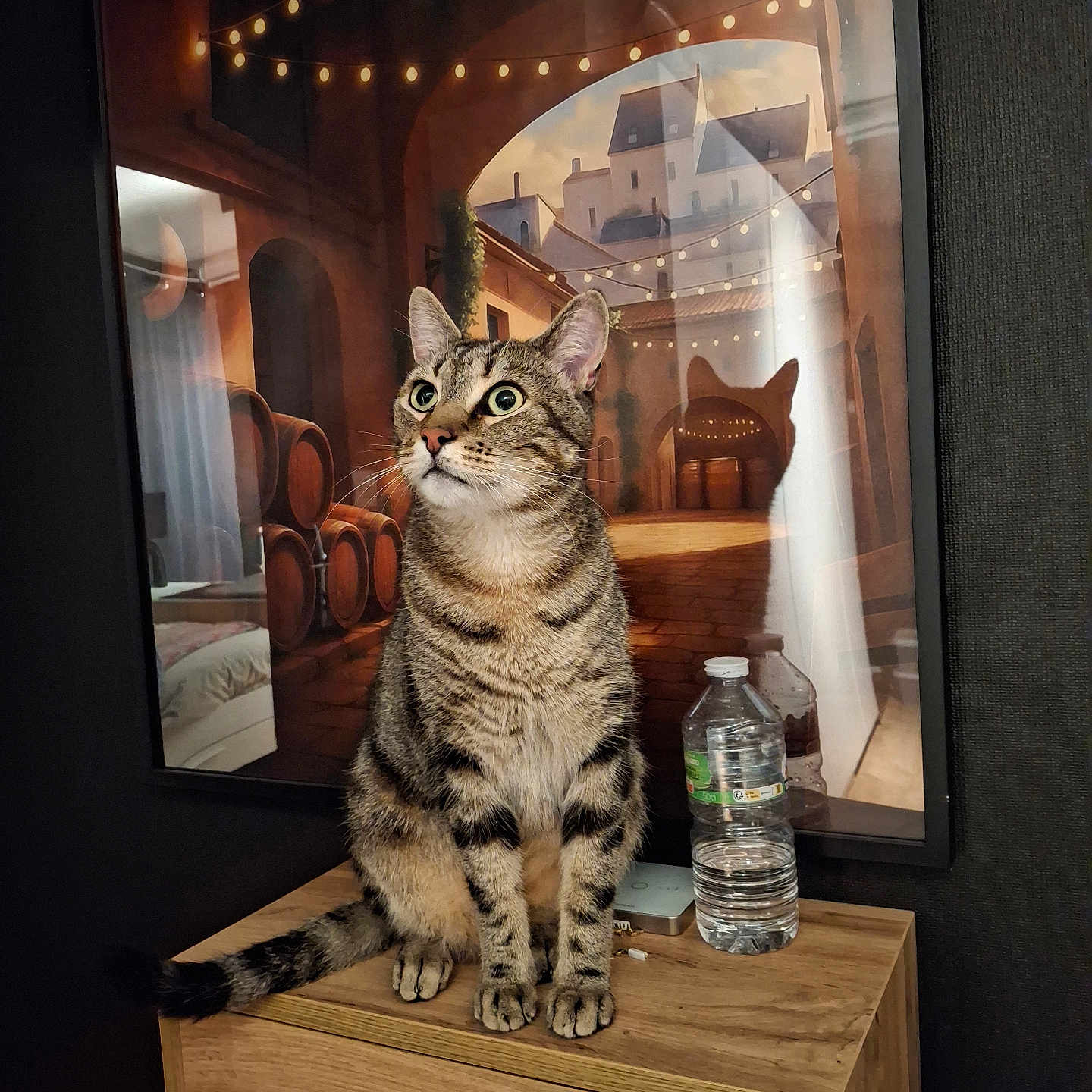 Twitee a rejoint le concours — aidez-le/la à gagner de superbes lots ! cat, tabby_cat, pet, animal, sitting, portrait, whiskers, ears, eyes, striped_fur, indoor, wooden_cabinet, water_bottle, string_lights, village, window, warm_lighting, decor, photography, cute