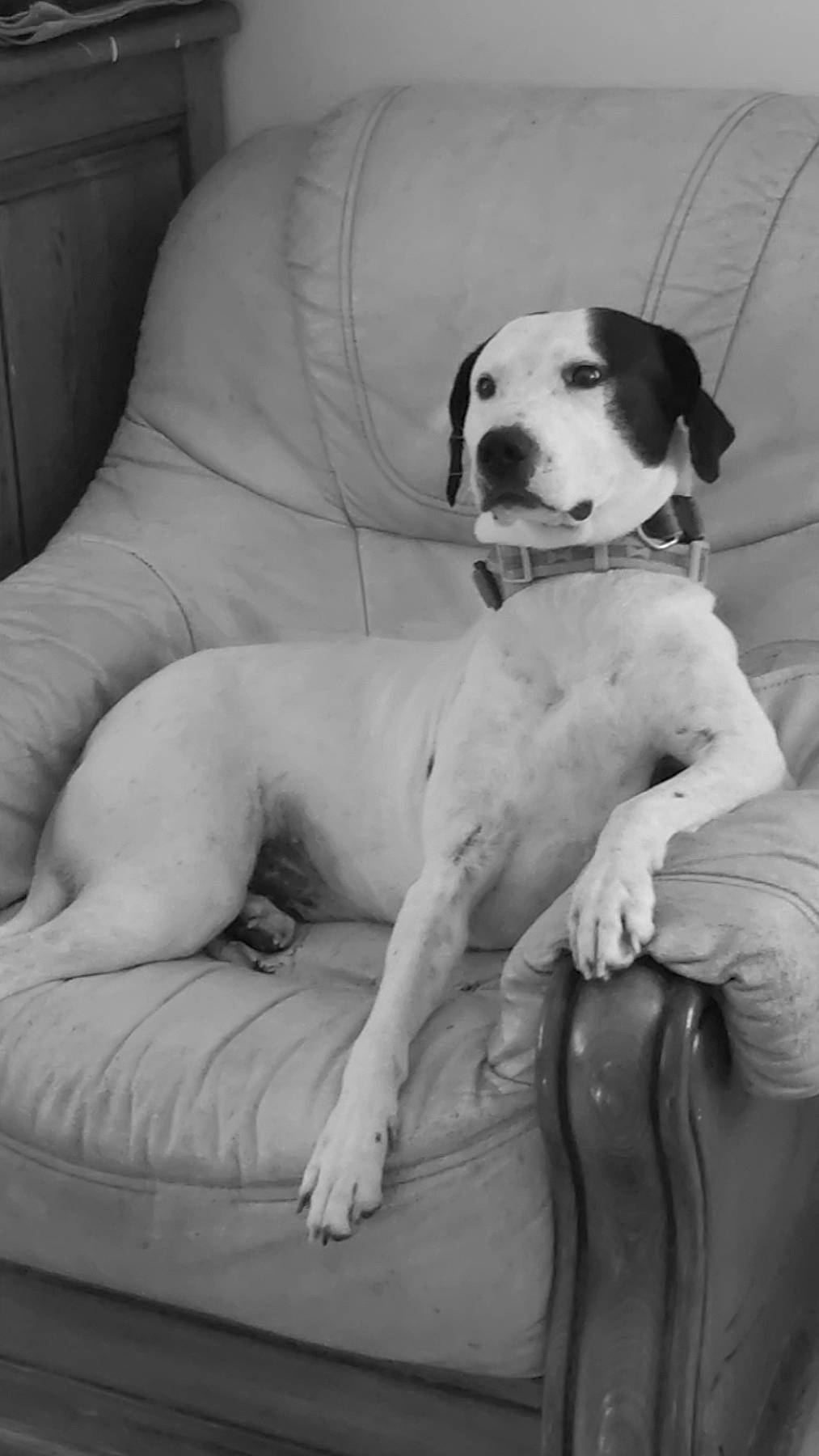 Nash a rejoint le concours — aidez-le/la à gagner de superbes lots ! black_and_white, canidae, carnivore, collar, comfort, companion_dog, couch, dog, dog_breed, fawn, guard_dog, monochrome, monochrome_photography, paw, sitting, snout, sporting_group, style, white, working_animal