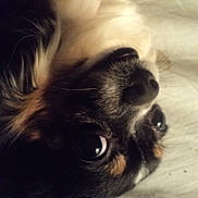 Weezie is registered to the contest to win money with this photo: dog, close_up, pet, animal, fur, nose, eye, laying_down, portrait, cute, small_dog, black_fur, brown_fur, white_fur, indoor, cozy, sleepy, whiskers, face, resting