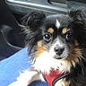 Weezie is registered to the contest to win money with this photo: dog, small_dog, fluffy, black_fur, white_fur, brown_fur, car_interior, blue_blanket, harness, pet, cute, portrait, indoors, animal, ears, eyes, fur, sitting, closeup, companion