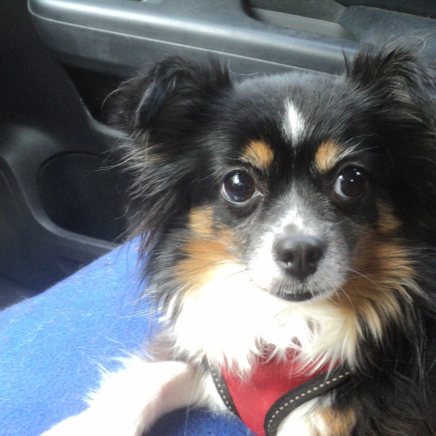 Weezie is registered to the contest to win money with this photo: dog, small_dog, fluffy, black_fur, white_fur, brown_fur, car_interior, blue_blanket, harness, pet, cute, portrait, indoors, animal, ears, eyes, fur, sitting, closeup, companion