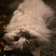 Pebbles is registered to the contest to win money with this photo: cat, fluffy, fur, carpet, upside_down, pet, animal, whiskers, cute, indoor, closeup, relaxed, curious, soft, feline, eyes, face, paws, domestic, lying