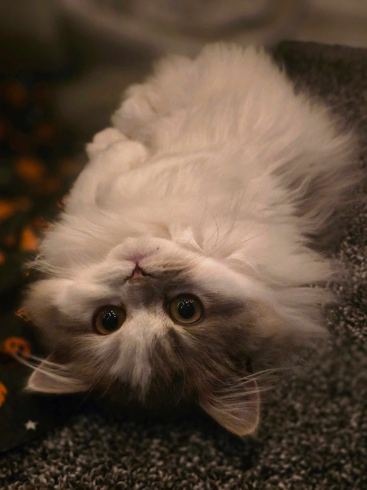 Pebbles is registered to the contest to win money with this photo: cat, fluffy, fur, carpet, upside_down, pet, animal, whiskers, cute, indoor, closeup, relaxed, curious, soft, feline, eyes, face, paws, domestic, lying