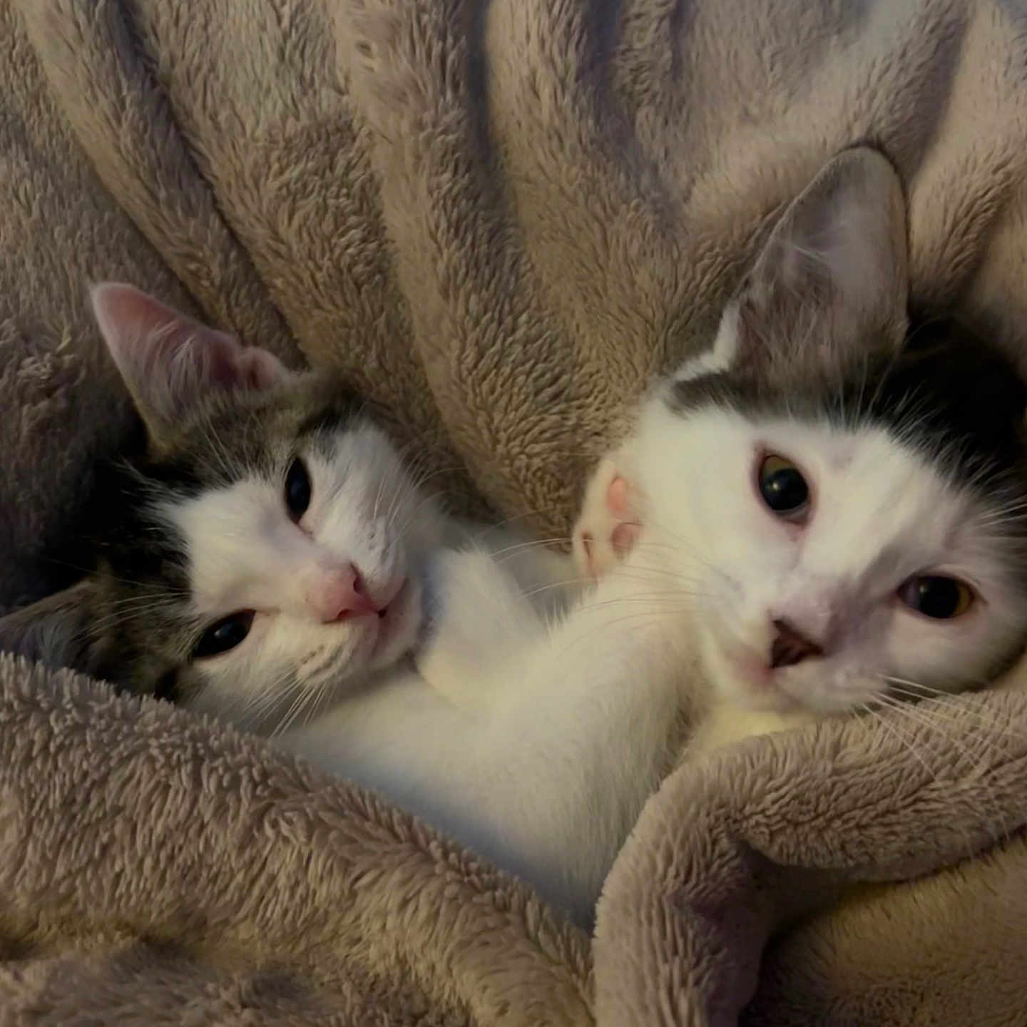 Divo And Diva joined the competition — help win amazing prizes! animal, blanket, cat, closeup, comfort, companionship, cozy, cute, ears, feline, fur, indoor, kitten, pet, resting, sleepy, snuggle, soft, two, whiskers