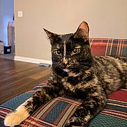 Charlotte joined the competition — help win amazing prizes! cat, close_up, couch, domestic_cat, ears, fur, green_eyes, home, indoor, living_room, looking_at_camera, paws, pet, plaid, portrait, relaxed, sofa, tortoiseshell_cat, whiskers, wooden_floor