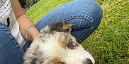 Athéna participe au concours pour gagner de l'argent avec cette photo : puppy, dog, grass, person, jeans, white_shirt, bracelet, park, trees, outdoor, cute, fluffy, lying_down, greenery, nature, relaxing, pet, animal, summer, casual