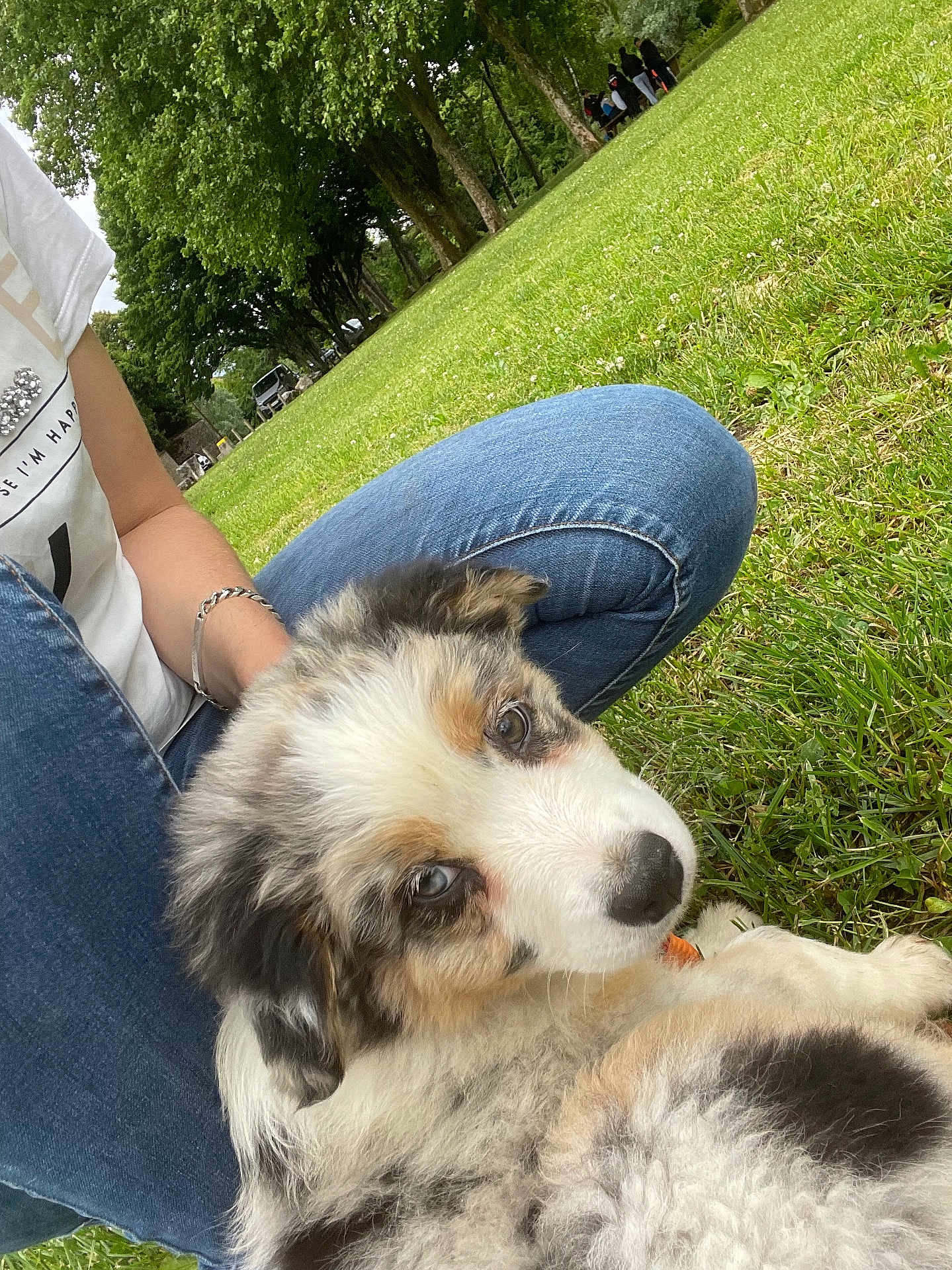 Athéna participe au concours pour gagner de l'argent avec cette photo : puppy, dog, grass, person, jeans, white_shirt, bracelet, park, trees, outdoor, cute, fluffy, lying_down, greenery, nature, relaxing, pet, animal, summer, casual
