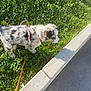 puppy, dog, grass, leash, curb, sidewalk, outdoor, sunlight, shadow, greenery, pet, animal, nature, daylight, walking, young_dog, fur, spot, park, exploring