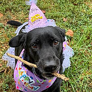 Ziva is registered to the contest to win money with this photo: dog, black_dog, birthday, birthday_hat, party_hat, party_bib, outdoor, grass, stick, chewing, portrait, close_up, pet, animal, dark_fur, brown_eyes, festive, colorful, cute, birthday_celebration