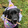dog, black_dog, birthday, birthday_hat, party_hat, party_bib, outdoor, grass, stick, chewing, portrait, close_up, pet, animal, dark_fur, brown_eyes, festive, colorful, cute, birthday_celebration