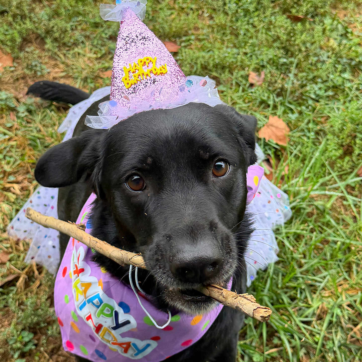 Ziva