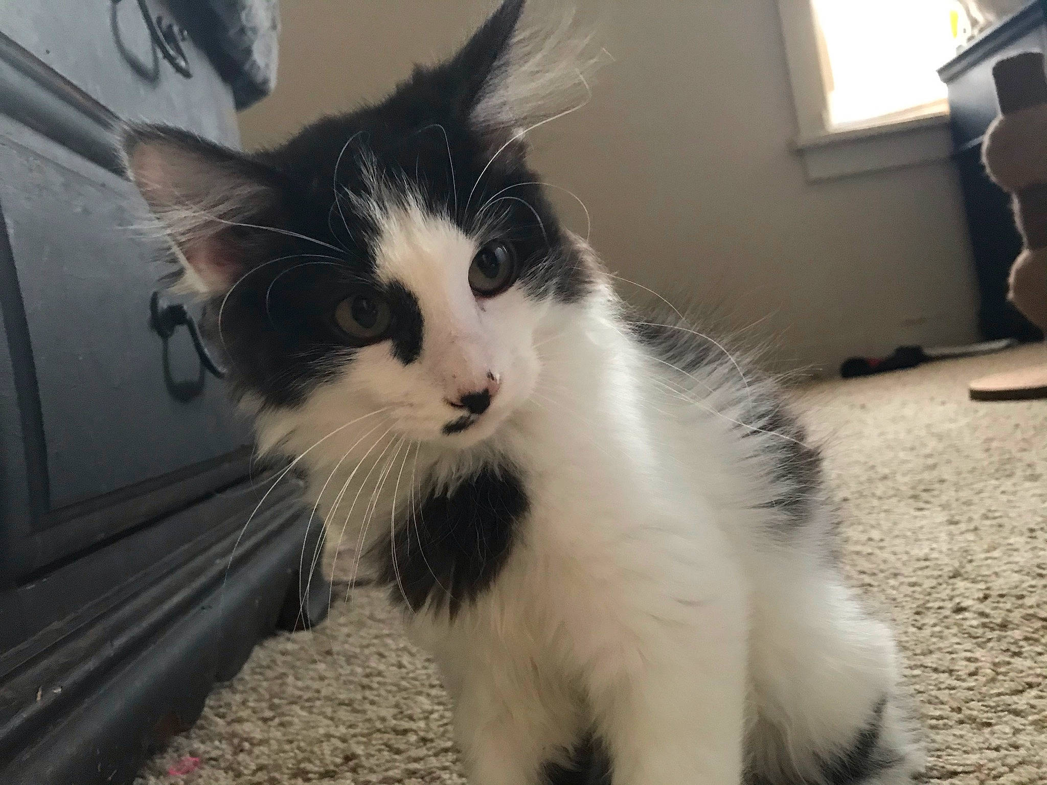 Max is registered to the contest to win money with this photo: carnivore, cat, claw, domestic_short_haired_cat, felidae, fur, paw, small_to_medium_sized_cats, snout, tail, whiskers, window