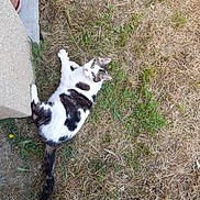 Filou a rejoint le concours — aidez-le/la à gagner de superbes lots ! animal, black_and_white, casual, cat, concrete, daylight, domestic_animal, dry_grass, footwear, grass, greenery, lying_down, nature, outdoor, pet, planter, relaxed, sidewalk, slipper, small_plant