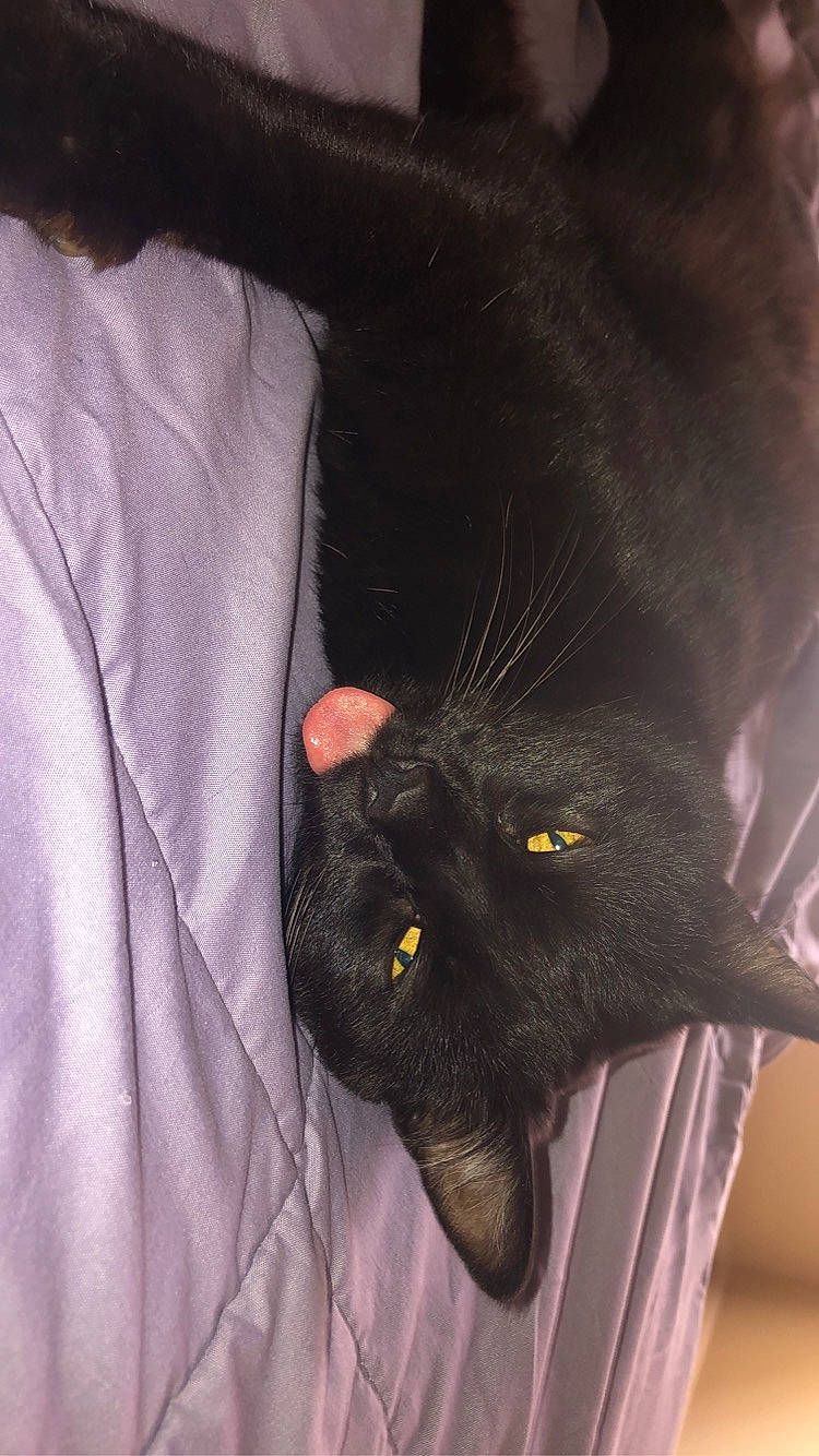 Kitty is registered to the contest to win money with this photo: black_cat, bombay, carnivore, cat, claw, comfort, domestic_short_haired_cat, ear, electric_blue, felidae, foot, fur, gesture, leg, paw, sleeve, small_to_medium_sized_cats, snout, tail, whiskers