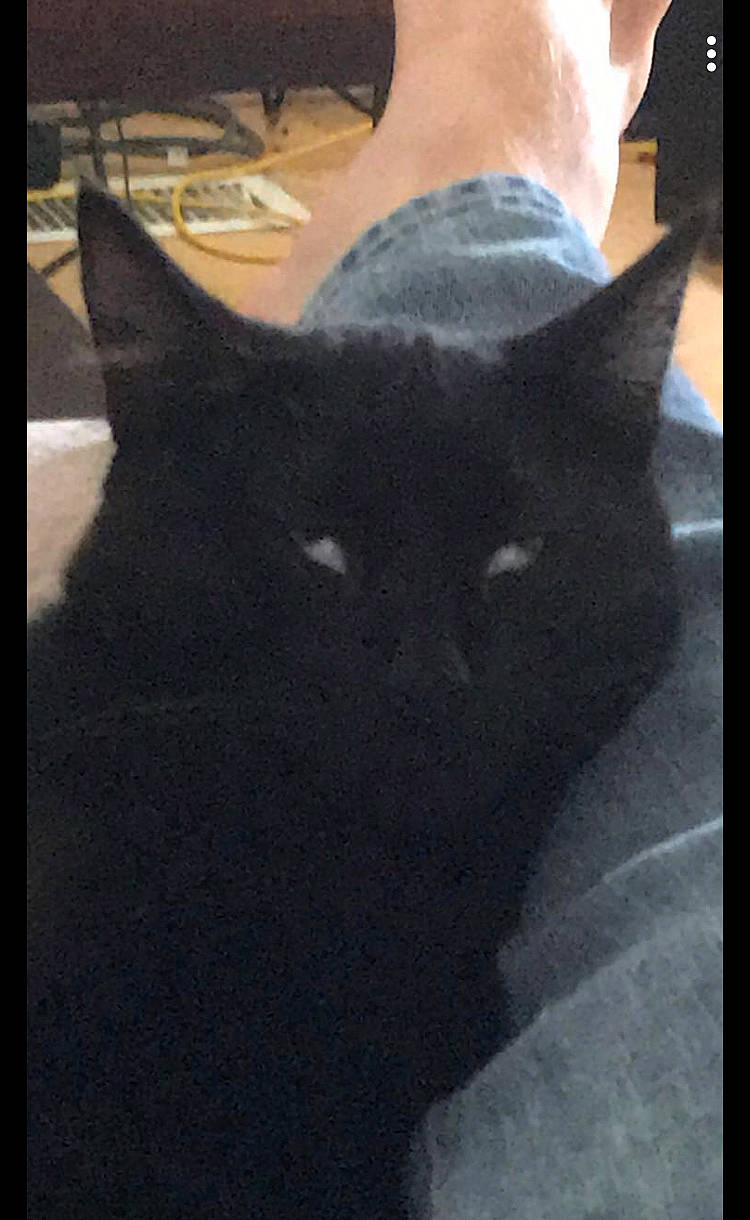 Kitty joined the competition — help win amazing prizes! black_cat, carnivore, cat, comfort, domestic_short_haired_cat, felidae, fur, gesture, grey, monochrome_photography, rectangle, small_to_medium_sized_cats, snout, square, tail, terrestrial_animal, tints_and_shades, whiskers, window