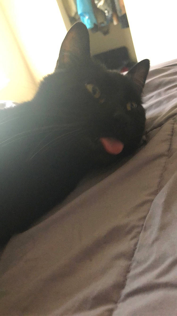 Kitty is registered to the contest to win money with this photo: black_cat, carnivore, cat, comfort, domestic_short_haired_cat, felidae, foot, fur, grey, human_body, human_leg, leg, sand, sky, small_to_medium_sized_cats, snout, tail, tints_and_shades, whiskers, wood