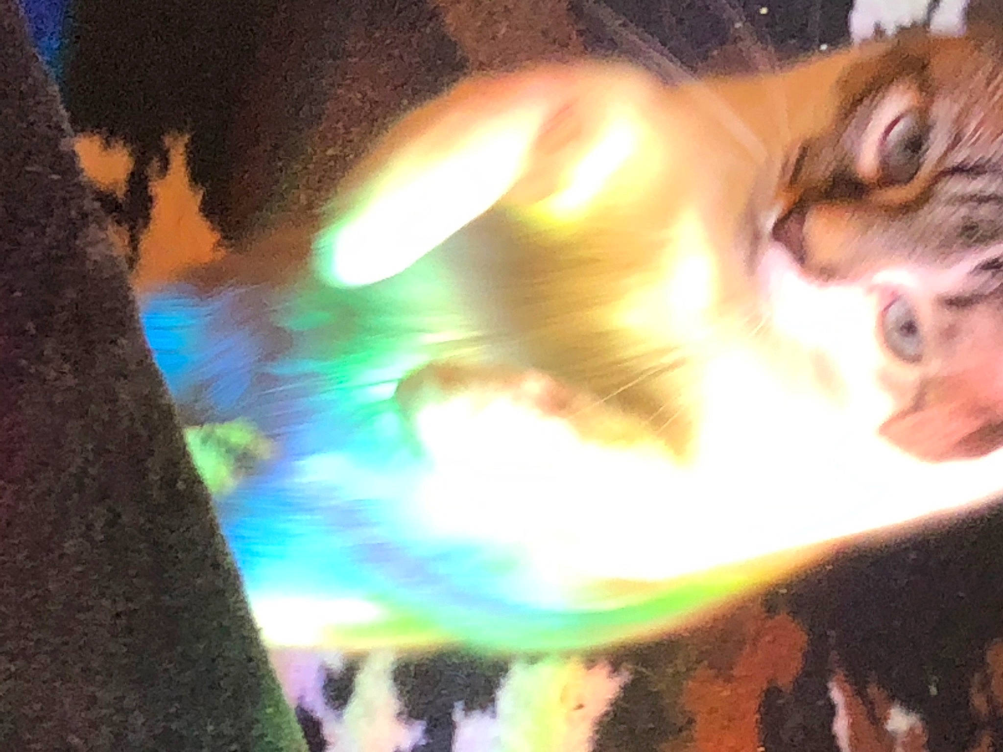 Lola joined the competition — help win amazing prizes! art, branch, carnivore, cat, darkness, domestic_short_haired_cat, event, felidae, fur, grass, heat, organism, plant, sunlight, tail, tints_and_shades, tree, whiskers, window, wood