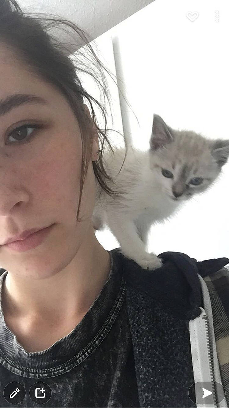 Lola joined the competition — help win amazing prizes! carnivore, cat, ear, eye, eyelash, face, felidae, fur, gesture, happy, iris, jaw, lip, neck, nose, organ, skin, small_to_medium_sized_cats, throat, whiskers