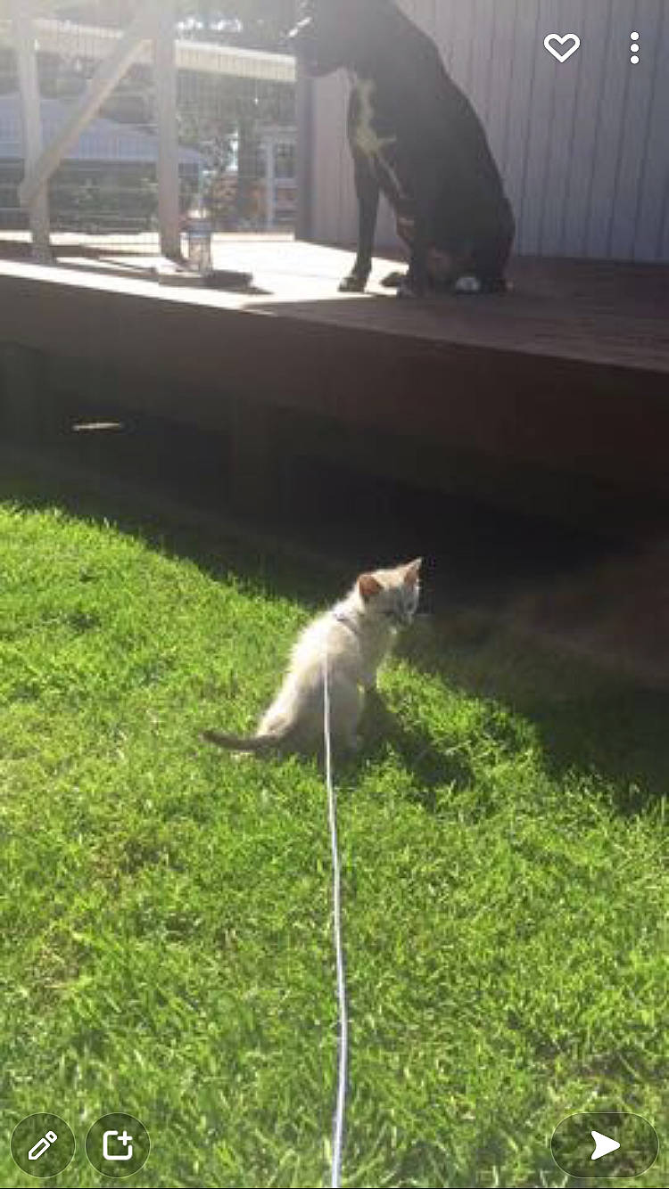 Lola joined the competition — help win amazing prizes! asphalt, carnivore, cat, domestic_short_haired_cat, felidae, flooring, grass, grass_family, groundcover, lawn, plant, road_surface, shadow, sidewalk, small_to_medium_sized_cats, tail, tints_and_shades, whiskers, wildlife, wood