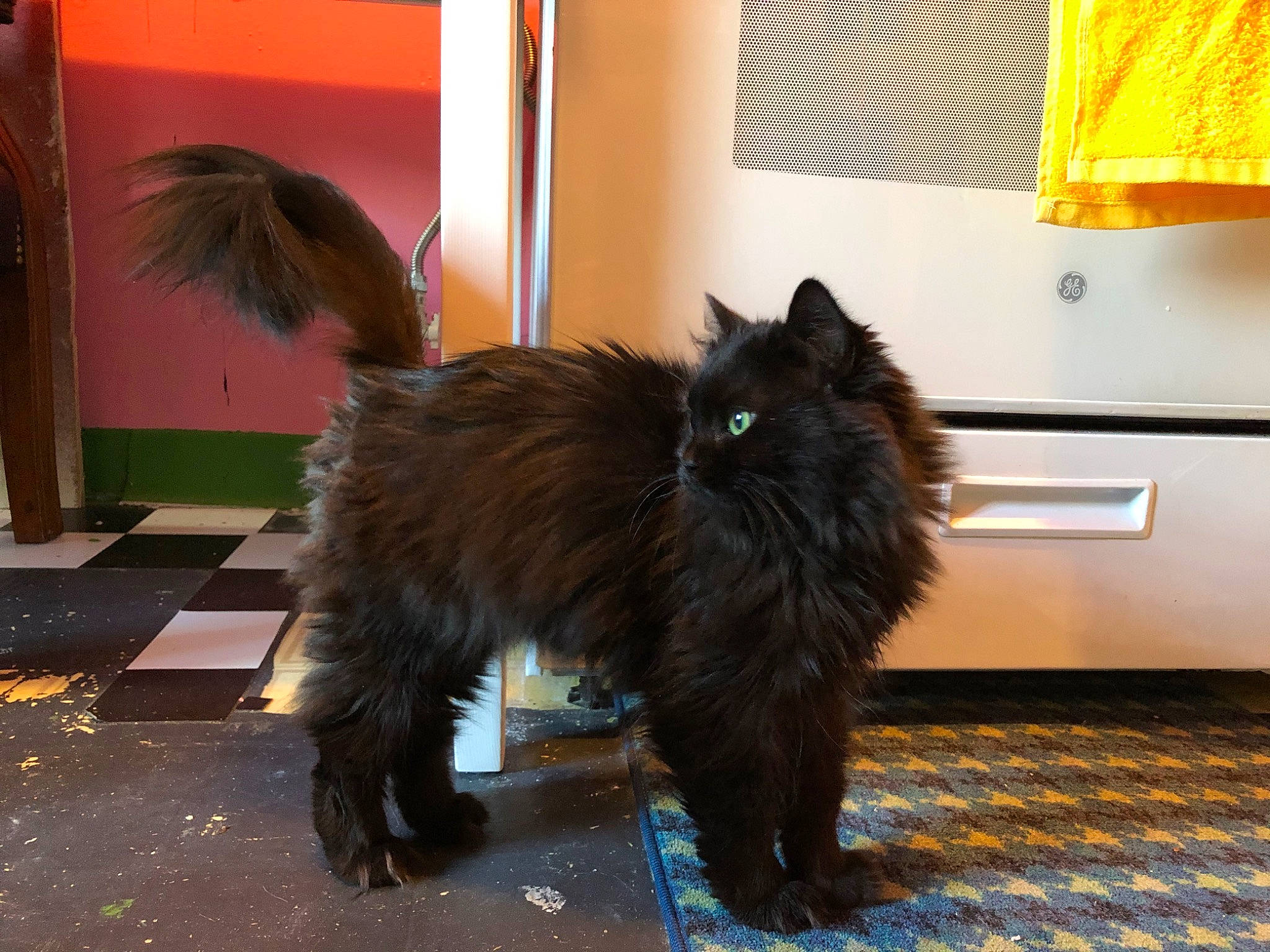 Juju joined the competition — help win amazing prizes! black_cat, canidae, carnivore, cat, claw, companion_dog, dog_breed, felidae, flooring, fur, paw, small_to_medium_sized_cats, sporting_group, tail, vertebrate, whiskers