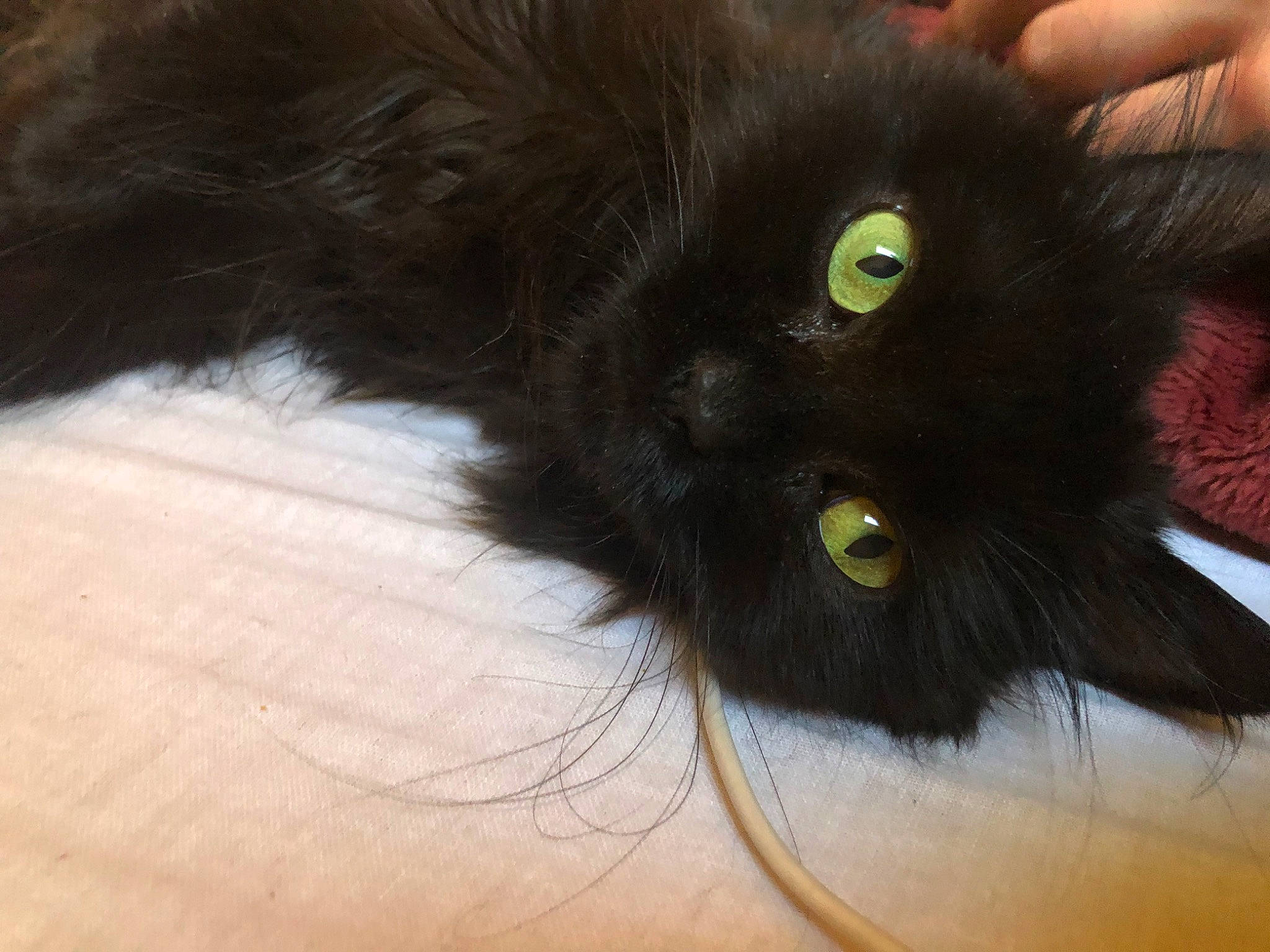 Juju is registered to the contest to win money with this photo: black_cat, bombay, carnivore, cat, claw, domestic_short_haired_cat, eye, felidae, fur, plant, small_to_medium_sized_cats, snout, tail, terrestrial_animal, whiskers