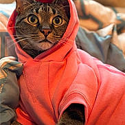 Oliver joined the competition — help win amazing prizes! cat, feline, pet, hoodie, clothing, pink, portrait, close_up, tabby, whiskers, eyes, ears, blanket, cozy, indoor, fabric, cute, lounging, bed, snuggled