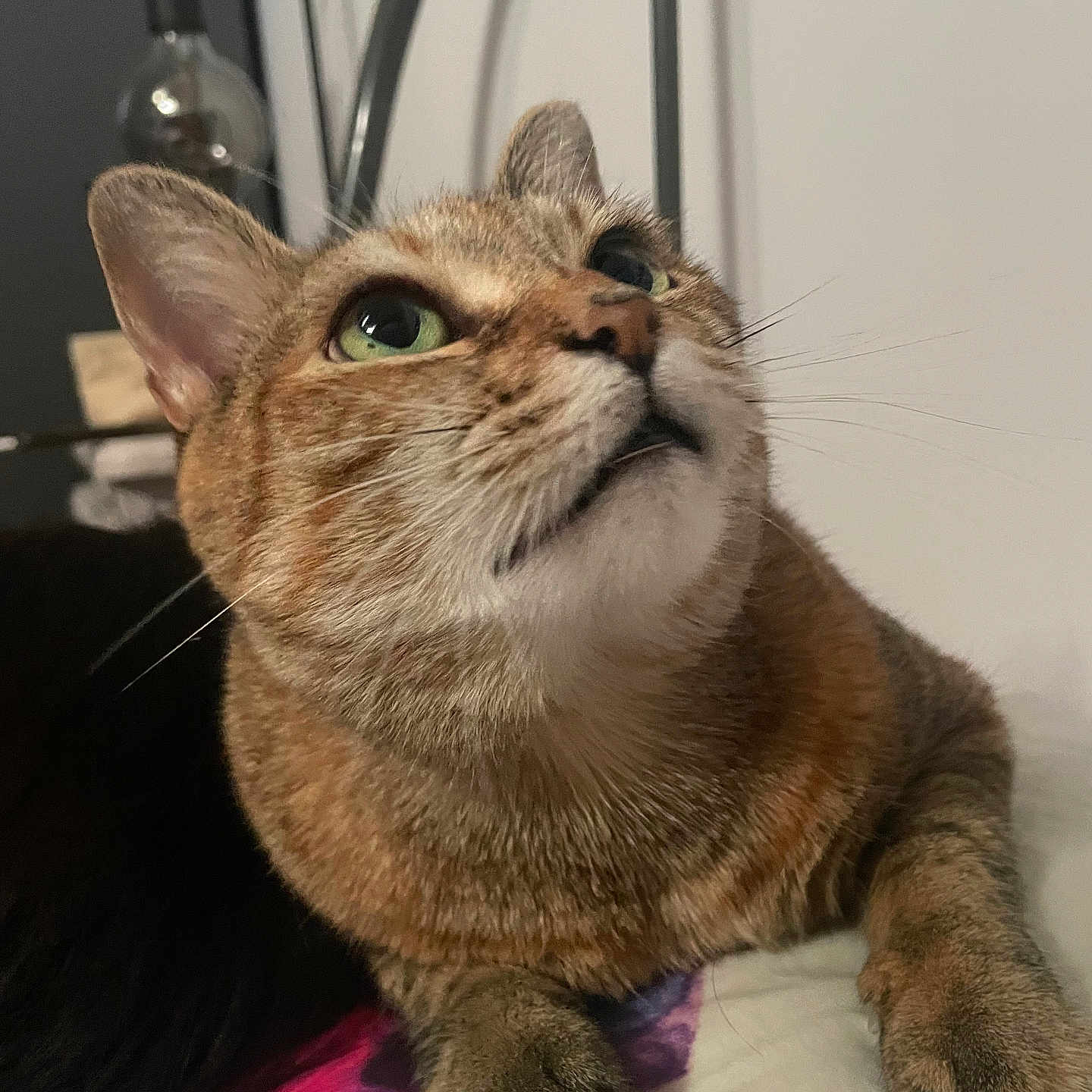 Mounmoun participe au concours pour gagner de l'argent avec cette photo : animal, bed, blanket, cat, close_up, curious, cute, domestic_animal, feline, fur, green_eyes, indoor, lamp, looking_up, paw, pet, resting, tabby, wall, whiskers