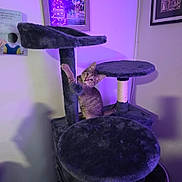 Luna joined the competition — help win amazing prizes! cat, kitten, pet, animal, feline, cat_tree, scratching_post, climbing, sitting, paw, whiskers, ears, eyes, purple_lighting, indoor, home, furniture, playful, curious, portrait