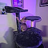 cat, kitten, pet, animal, feline, cat_tree, scratching_post, climbing, sitting, paw, whiskers, ears, eyes, purple_lighting, indoor, home, furniture, playful, curious, portrait