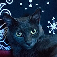 Osiris a rejoint le concours — aidez-le/la à gagner de superbes lots ! cat, gray_cat, green_eyes, close_up, pet, animal, feline, whiskers, ears, face, portrait, indoor, cute, domestic_animal, fur, looking, background_pattern, decorative, dark_background, eyes