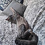 Osiris participe au concours pour gagner de l'argent avec cette photo : cat, gray_cat, stretching, couch, pillow, blanket, furry, pet, relaxed, indoor, cozy, sleeping, fur, tail, paw, home, animal, resting, soft, comfort