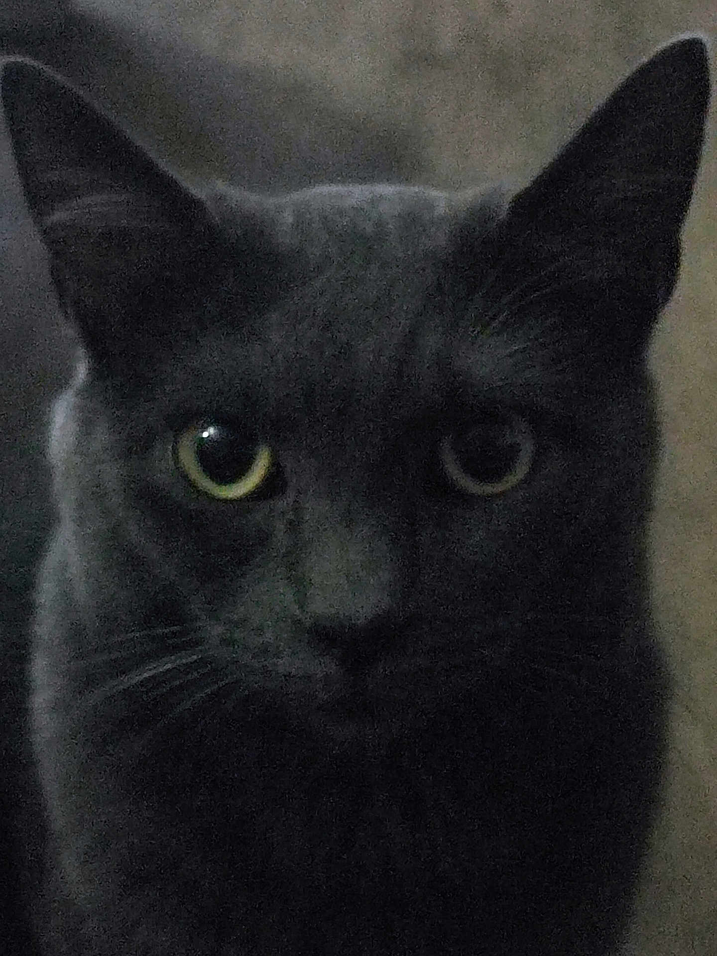 Osiris a rejoint le concours — aidez-le/la à gagner de superbes lots ! cat, black_cat, close_up, animal, pet, feline, whiskers, ears, yellow_eyes, dark, grainy, indoor, mysterious, portrait, looking, curious, fur, face, head, eyes