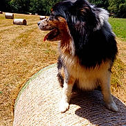 Tina a rejoint le concours — aidez-le/la à gagner de superbes lots ! dog, canine, tricolor, fluffy, long_hair, panting, open_mouth, tongue, sitting, hay_bale, farmland, meadow, field, rural, countryside, trees, forest, outdoor, sunny, summer