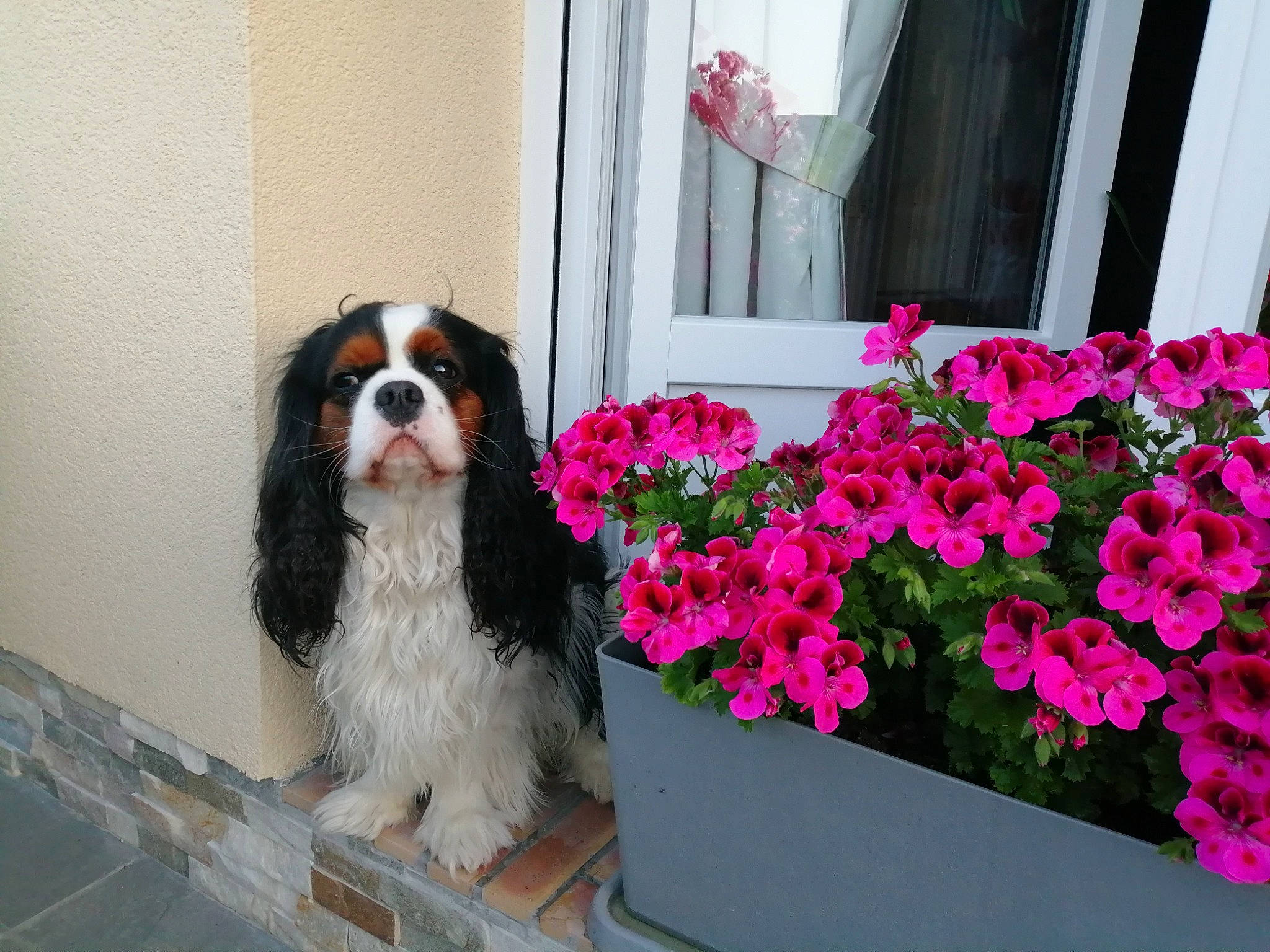Oasis participe au concours pour gagner de l'argent avec cette photo : annual_plant, canidae, carnivore, cavalier_king_charles_spaniel, companion_dog, dog, dog_breed, door, flower, flowerpot, houseplant, king_charles_spaniel, petal, plant, porch, snout, spaniel, sporting_group, toy_dog, window