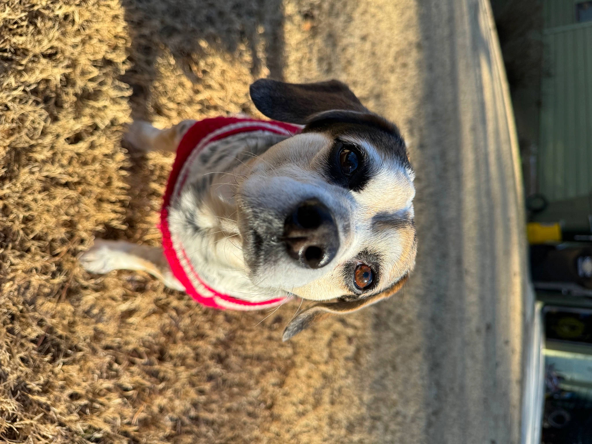 Pongo is registered to the contest to win money with this photo: ball, canidae, carnivore, collar, companion_dog, dog, dog_breed, dog_collar, dog_supply, fawn, foot, leash, pet_supply, snout, sporting_group, sunglasses, tree, whiskers, wood, working_animal